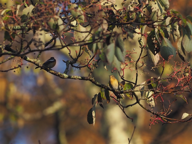 M}L,Mugimaki Flycatcher